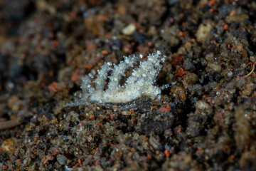 Nudibranch (sea slug) - Eubranchus sp. Underwater macro world of Tulamben, Bali, Indonesia. 