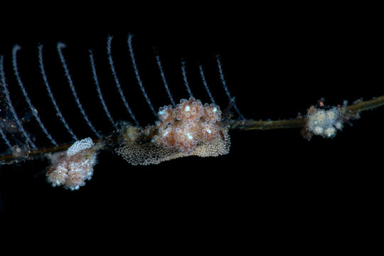 A tiny nudibranch (sea slug) - Doto. Underwater macro life of Tulamben, Bali, Indonesia.