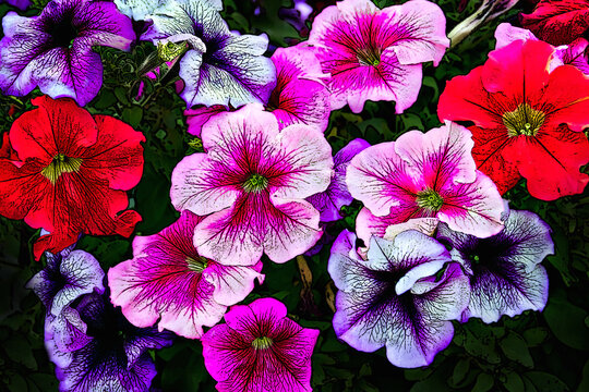 Multicolored flowers of blooming petunias as a background