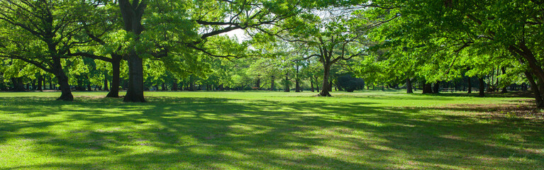 Fototapeta na wymiar banner image of green garden