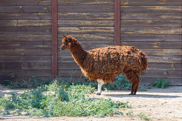 Brown alpaca in the zoo on a sunny day