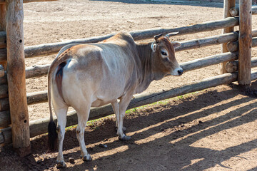 Brahma cow in the paddock of the zoo, Ukraine.