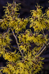 Flowers of Hamamelis &times; intermedia 'Pallida' in winter against a dark background
