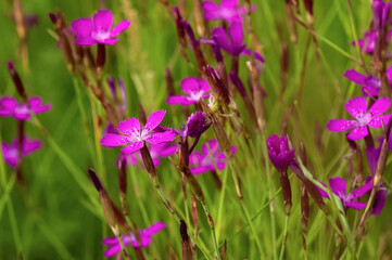 Pink wild carnation flowers on the field. Selective focus.