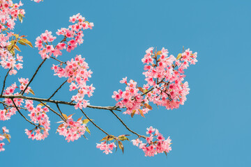 pink sakura flower sky background