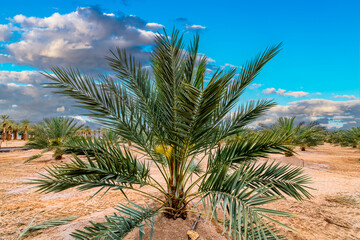 Close-up of young palm among plantation of date palms, image depicts healthy food and GMO free food...