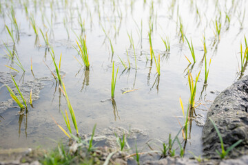 rice seeds to be planted in the rice fields
