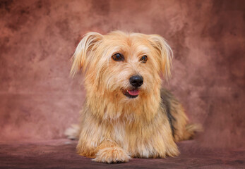 Portrait of a brown mixed breed dog, studio photo, against a brown background