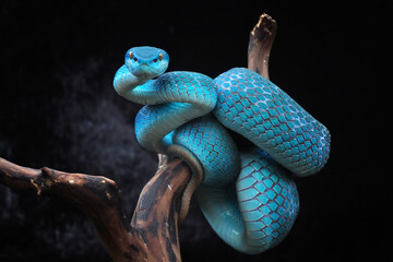 snake in the background