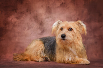 Portrait of a brown mixed breed dog, studio photo, against a brown background