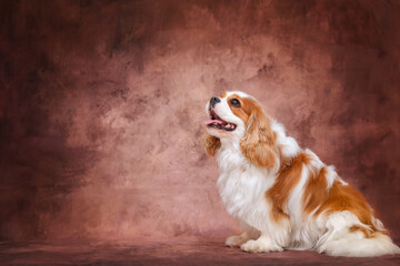 Portrait of a dog cavalier king charles spaniel on a brown background, studio photo, isolated...