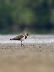Beautiful nature scene with Northern lapwing (Vanellus vanellus). Wildlife shot of Northern lapwing (Vanellus vanellus). Northern lapwing (Vanellus vanellus) in the nature habitat.