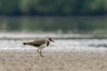 Beautiful nature scene with Northern lapwing (Vanellus vanellus). Wildlife shot of Northern lapwing (Vanellus vanellus). Northern lapwing (Vanellus vanellus) in the nature habitat.