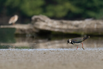 Beautiful nature scene with Northern lapwing (Vanellus vanellus). Wildlife shot of Northern lapwing (Vanellus vanellus). Northern lapwing (Vanellus vanellus) in the nature habitat.