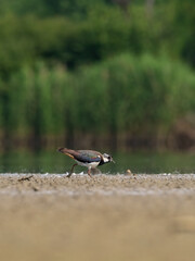 Beautiful nature scene with Northern lapwing (Vanellus vanellus). Wildlife shot of Northern lapwing (Vanellus vanellus). Northern lapwing (Vanellus vanellus) in the nature habitat.