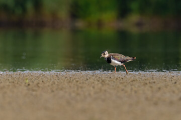 Beautiful nature scene with Northern lapwing (Vanellus vanellus). Wildlife shot of Northern lapwing (Vanellus vanellus). Northern lapwing (Vanellus vanellus) in the nature habitat.