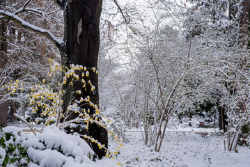 winter in the city, snow covered trees in the park, panorama.