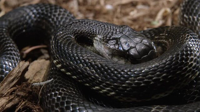 Black rat snake begins eating its pray - close up
