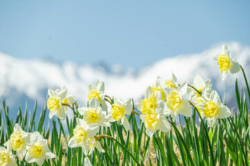 駒ケ根市　光前寺前の水仙