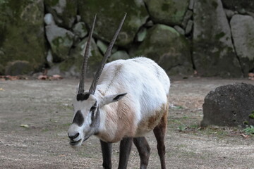 アラビアオリックス