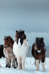 Naklejka na ściany i meble Icelandic Horses on a calm winter day - Iceland 