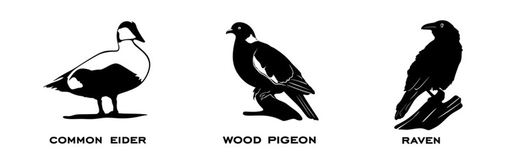 Set of birds. Collection birds. Common eider, Pigeon, Raven. Birds in different poses isolated on white background. Vector illustration.