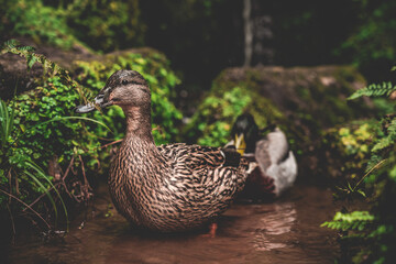 Ducks in the lake in Biddulph Grange Garden, Staffordshire, UK in the spring in the spring, 9 March 2020