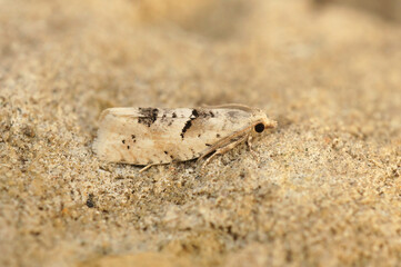 Closeup on the small Crescent Bell tortrix leafroller moth, Epinotia bilunana sitting on a stone