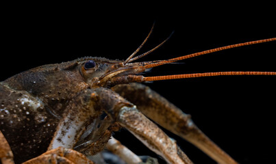 Pontastacus leptodactylus, the Danube crayfish, Galician crayfish, Turkish crayfish or narrow-clawed crayfish
