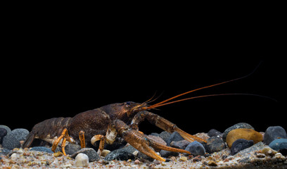 Pontastacus leptodactylus, the Danube crayfish, Galician crayfish, Turkish crayfish or narrow-clawed crayfish