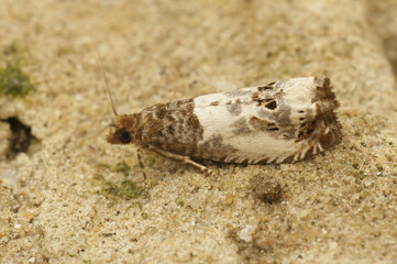 Closeup on the small poplar shoot-borer moth, Gypsonoma aceriana sitting on wood in the garden