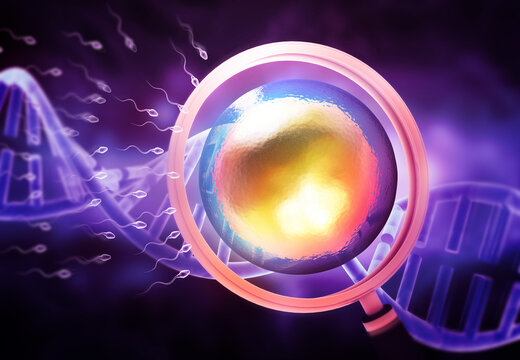 Human Egg and sperm under magnifying glass. 3d illustration.
