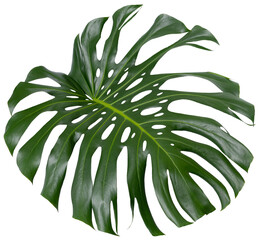 monstera plant, large  green single leaf