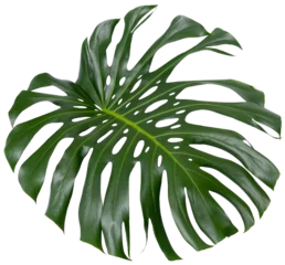 Zelfklevend Fotobehang Monstera monstera plant, large  green single leaf