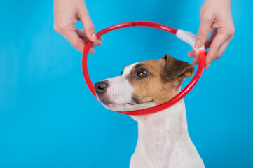 A woman puts a large led collar on a jack russell terrier dog on a blue background.