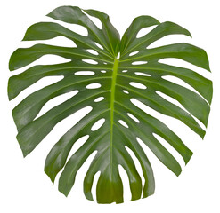 exotic monstera deliciosa plant, fresh green single leaf isolated, philodendron © chbsc
