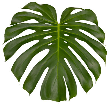 monstera plant, exotic large green single leaf