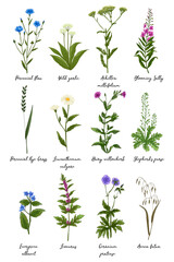 Fototapeta na wymiar Wild flowers and meadow grasses poster. Perennial flax, Blooming Sally, Evergreen alkanet, Wild garlic, Leonurus