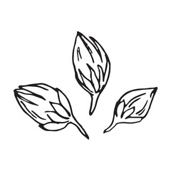 flower buds on isolated white background