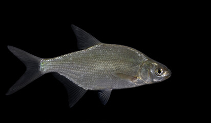 The common bream, freshwater bream, bream, bronze bream, carp bream or sweaty bream (Abramis brama)