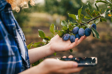 Young woman agronomist checking growth of plums in orchard. Farmer takes notes on phone. Agro...