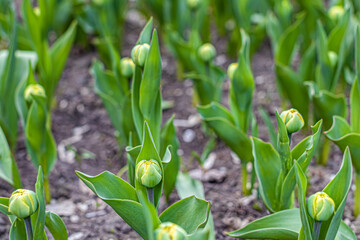 a bud of an unopened tulip growing on the street