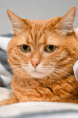 red cat with a sad look shot close-up