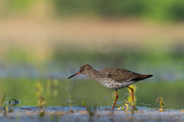 Beautiful nature scene with Common redshank (Tringa totanus). Wildlife shot of Common redshank (Tringa totanus). Common redshank (Tringa totanus) in the nature habitat.