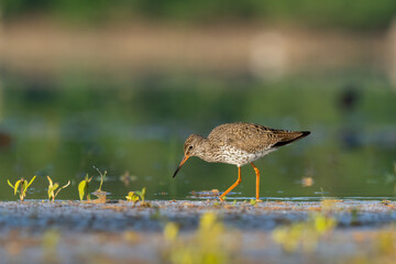 Beautiful nature scene with Common redshank (Tringa totanus). Wildlife shot of Common redshank (Tringa totanus). Common redshank (Tringa totanus) in the nature habitat.