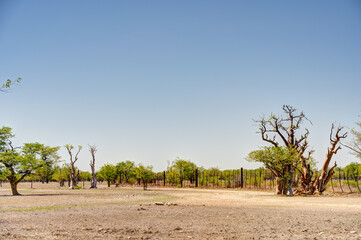 Etosha National Park Landscape, Namibia