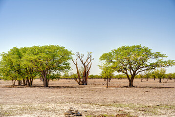 Etosha National Park Landscape, Namibia