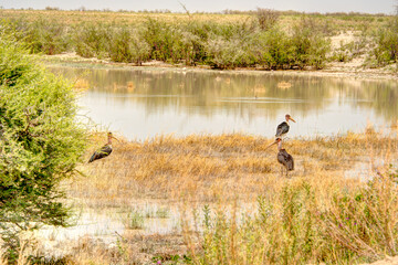 Etosha National Park Landscape, Namibia