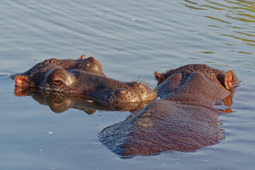 hippopotamus in water