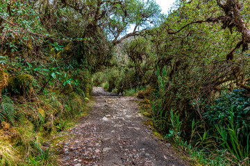 forest path in the jungle overgrown with plants